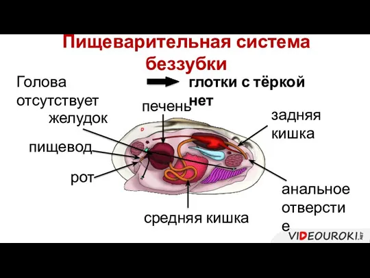 Пищеварительная система беззубки Голова отсутствует глотки с тёркой нет рот пищевод желудок