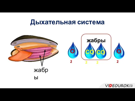 Дыхательная система жабры жабры