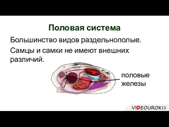 Половая система Большинство видов раздельнополые. Самцы и самки не имеют внешних различий. половые железы