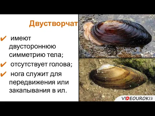 Двустворчатые моллюски: раковина имеют двустороннюю симметрию тела; отсутствует голова; нога служит для