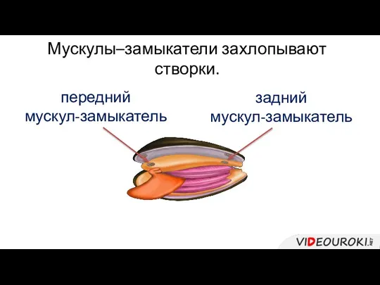 Мускулы–замыкатели захлопывают створки. передний мускул-замыкатель задний мускул-замыкатель