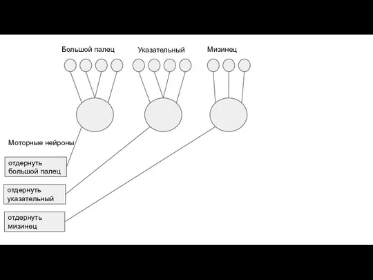 Большой палец Указательный Мизинец отдернуть указательный отдернуть большой палец отдернуть мизинец Моторные нейроны