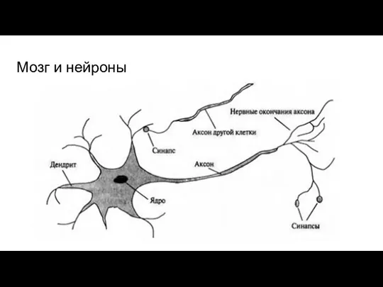 Мозг и нейроны
