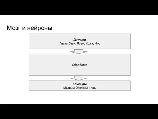 Мозг и нейроны Датчики Глаза, Уши, Язык, Кожа, Нос Обработка Команды Мышцы, Железы и т.д.