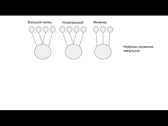 Большой палец Указательный Мизинец Нейроны сложения импульсов
