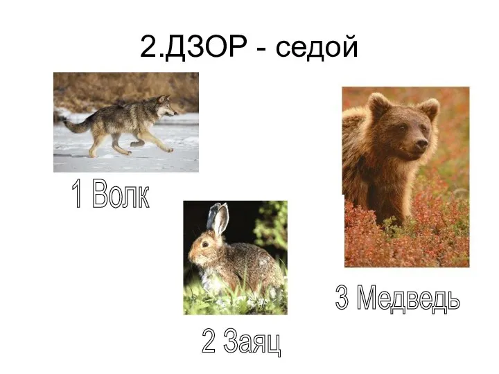 2.ДЗОР - седой 1 Волк 2 Заяц 3 Медведь