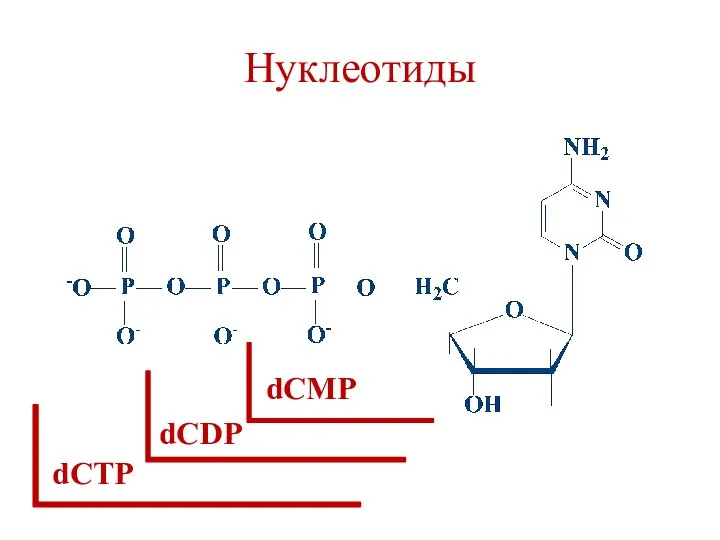 Нуклеотиды dCТР dCDP dCМР