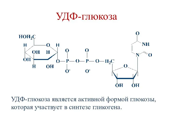 УДФ-глюкоза УДФ-глюкоза является активной формой глюкозы, которая участвует в синтезе гликогена.