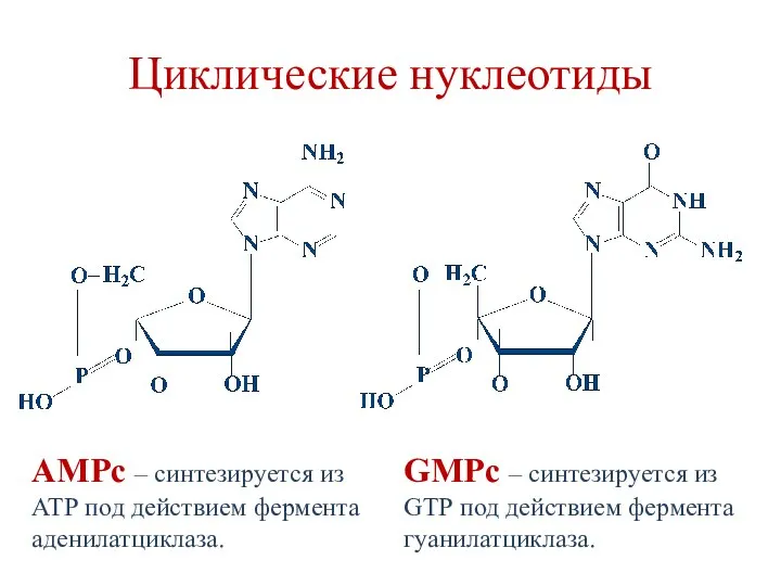 Циклические нуклеотиды АМРc – синтезируется из АТР под действием фермента аденилатциклаза. GМРc