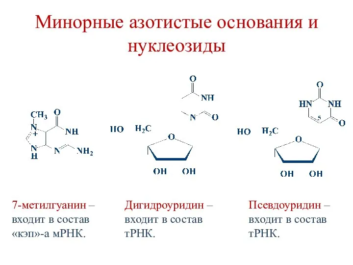 Минорные азотистые основания и нуклеозиды 7-метилгуанин – входит в состав «кэп»-а мРНК.