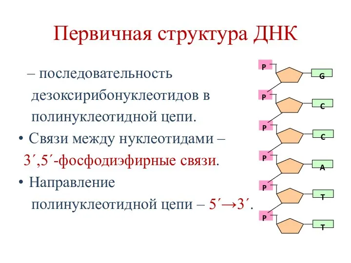 Первичная структура ДНК – последовательность дезоксирибонуклеотидов в полинуклеотидной цепи. Связи между нуклеотидами