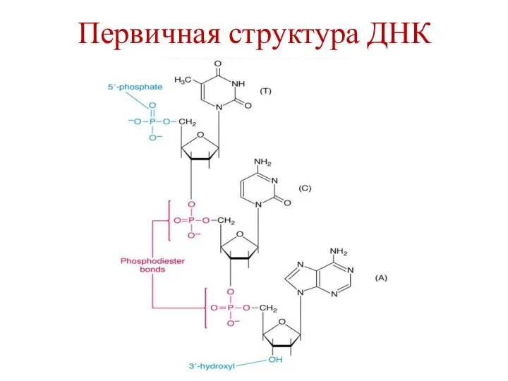 Первичная структура ДНК