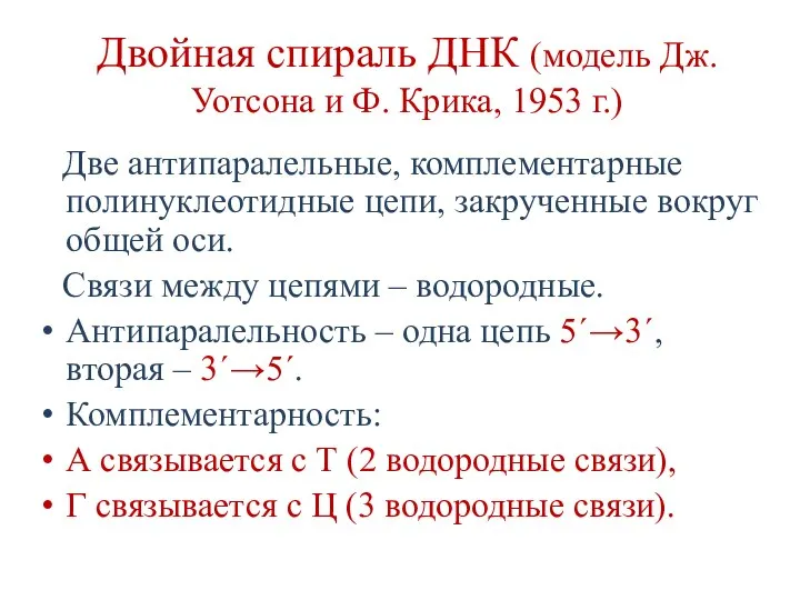 Двойная спираль ДНК (модель Дж. Уотсона и Ф. Крика, 1953 г.) Две