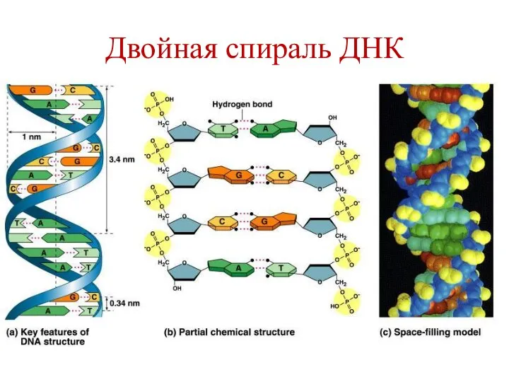 Двойная спираль ДНК