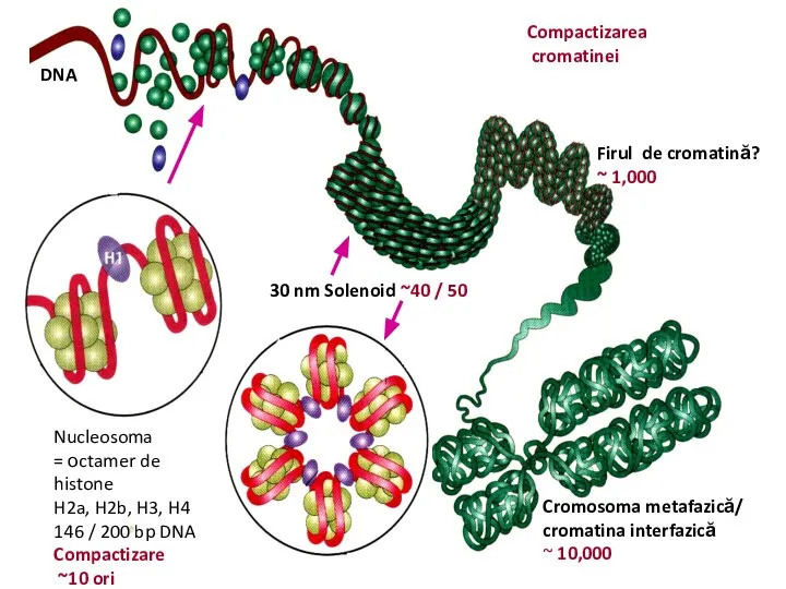 30 nm Solenoid ~40 / 50 DNA Firul de cromatină? ~ 1,000