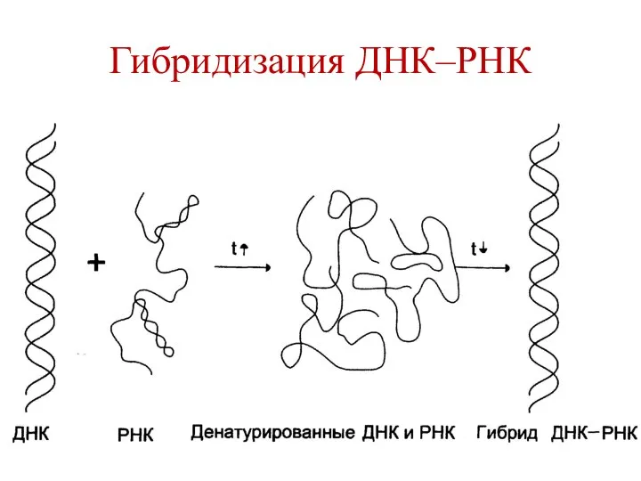 Гибридизация ДНК–РНК