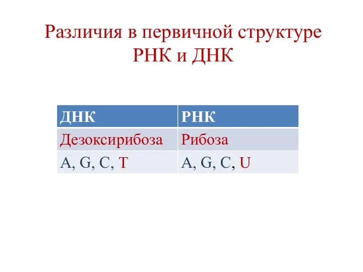 Различия в первичной структуре РНК и ДНК