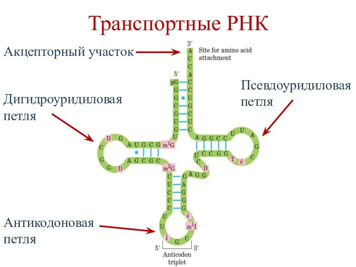 Транспортные РНК Акцепторный участок Дигидроуридиловая петля Псевдоуридиловая петля Антикодоновая петля