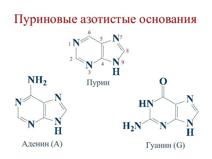 Пуриновые азотистые основания Пурин 2 4 3 5 6 7 8 9