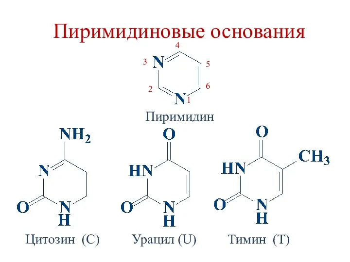 Пиримидиновые основания 6 4 3 2 1 5 Пиримидин Тимин (Т) Урацил (U) Цитозин (C)