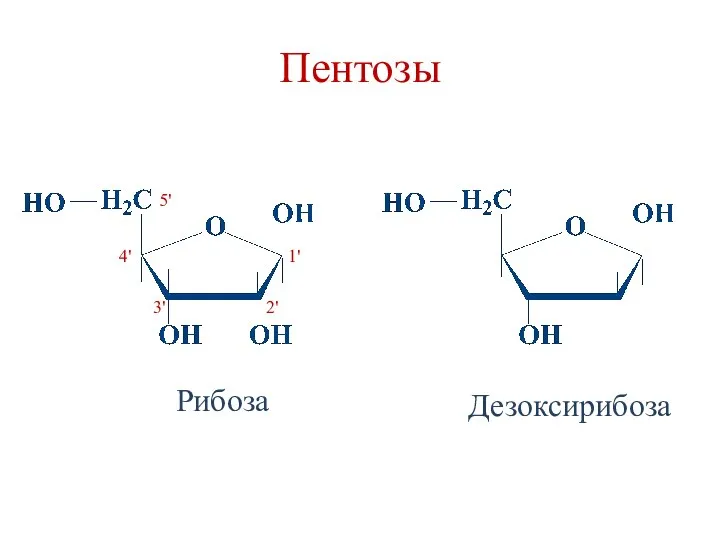 Пентозы Рибоза 5' 4' 3' 2' 1' Дезоксирибоза