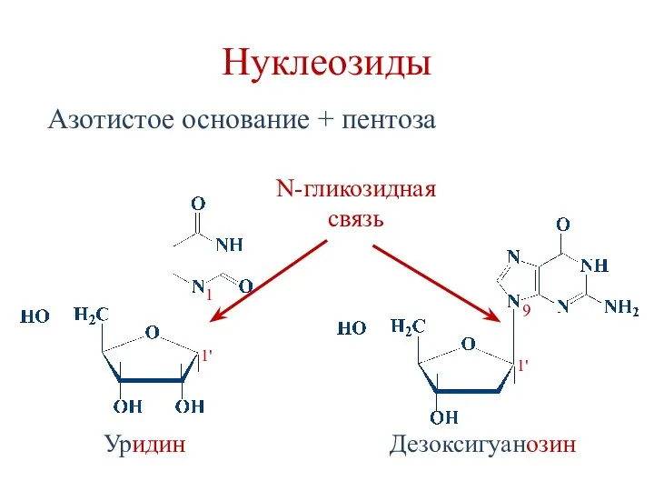 Нуклеозиды Азотистое основание + пентоза N-гликозидная связь Дезоксигуанозин Уридин 1 9 1' 1'