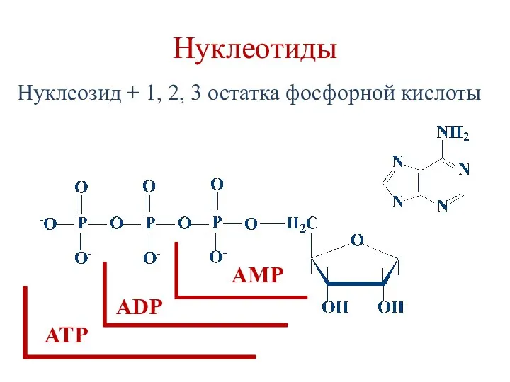 Нуклеотиды Нуклеозид + 1, 2, 3 остатка фосфорной кислоты АТР АDP АМР