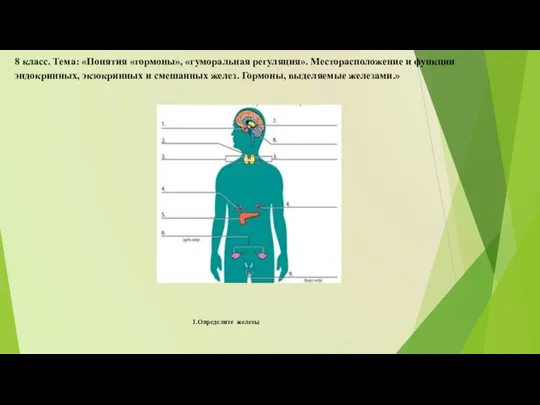 8 класс. Тема: «Понятия «гормоны», «гуморальная регуляция». Месторасположение и функции эндокринных, экзокринных