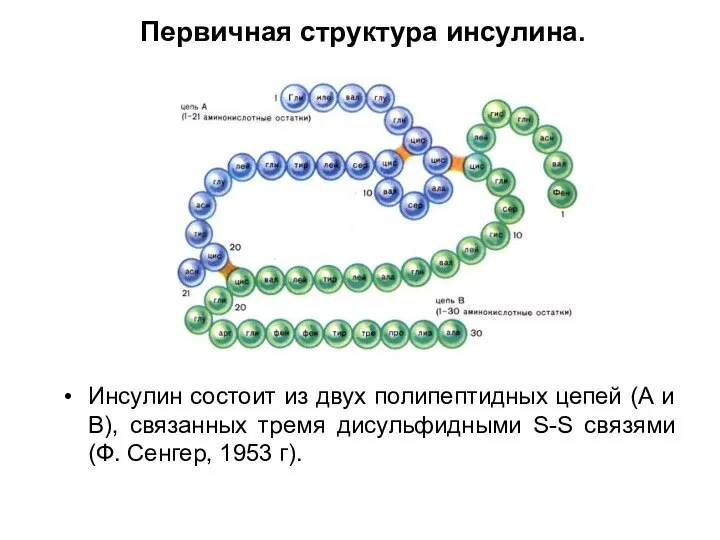 Первичная структура инсулина. Инсулин состоит из двух полипептидных цепей (А и В),