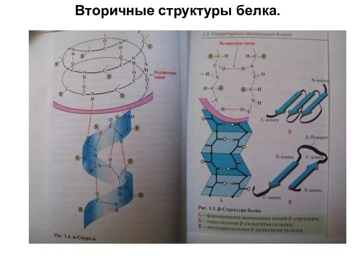 Вторичные структуры белка.