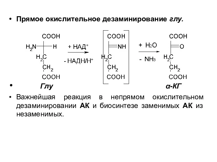 Прямое окислительное дезаминирование глу. Глу α-КГ Важнейшая реакция в непрямом окислительном дезаминировании