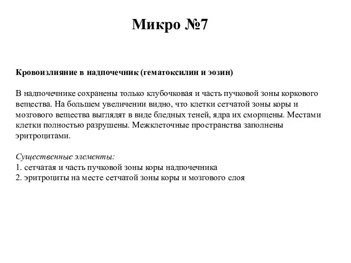 Микро №7 Кровоизлияние в надпочечник (гематоксилин и эозин) В надпочечнике сохранены только