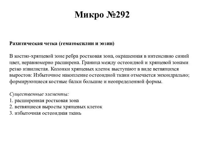 Микро №292 Рахитическая четка (гематоксилин и эозин) В костно-хрящевой зоне ребра ростковая