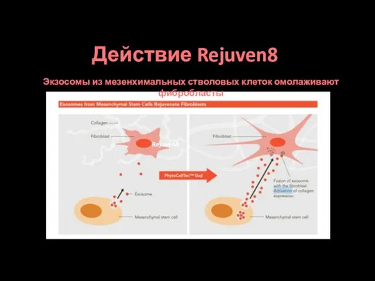 Rejuven8 Экзосомы из мезенхимальных стволовых клеток омолаживают фибробласты Действие Rejuven8