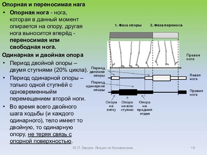 Опорная и переносимая нага Опорная нога - нога, которая в данный момент