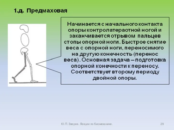 Ю.П. Зверев. Лекции по биомеханике.