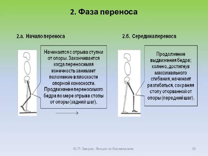 2. Фаза переноса Ю.П. Зверев. Лекции по биомеханике.