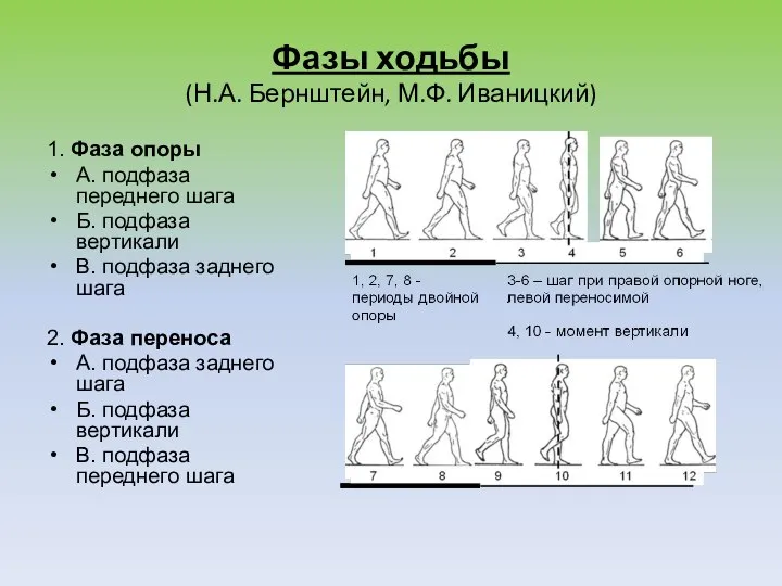 Фазы ходьбы (Н.А. Бернштейн, М.Ф. Иваницкий) 1. Фаза опоры А. подфаза переднего