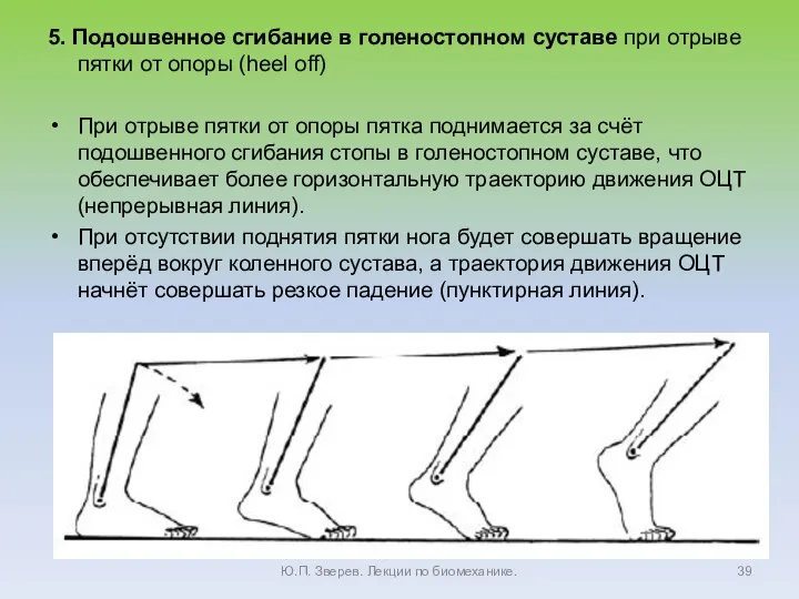 5. Подошвенное сгибание в голеностопном суставе при отрыве пятки от опоры (heel