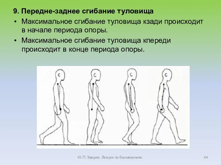 9. Передне-заднее сгибание туловища Максимальное сгибание туловища кзади происходит в начале периода