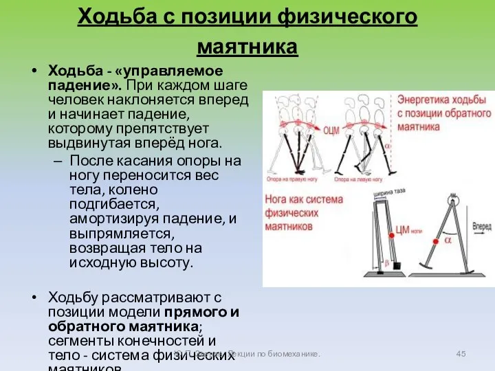 Ходьба с позиции физического маятника Ходьба - «управляемое падение». При каждом шаге