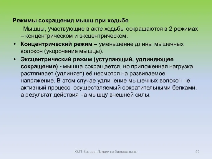 Режимы сокращения мышц при ходьбе Мышцы, участвующие в акте ходьбы сокращаются в