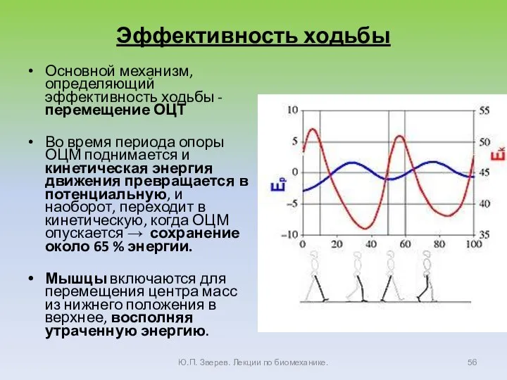 Эффективность ходьбы Основной механизм, определяющий эффективность ходьбы - перемещение ОЦТ Во время