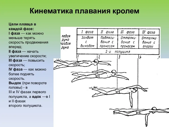 Кинематика плавания кролем Ю.П. Зверев. Лекции по биомеханике. Цели плавца в каждой