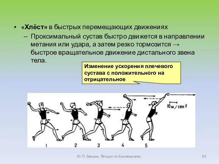 «Хлёст» в быстрых перемещающих движениях Проксимальный сустав быстро движется в направлении метания