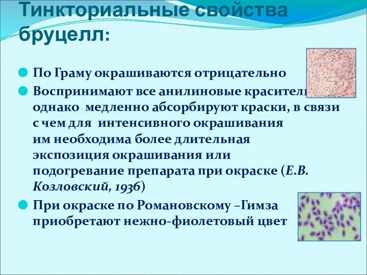 Тинкториальные свойства бруцелл: По Граму окрашиваются отрицательно Воспринимают все анилиновые красители, однако