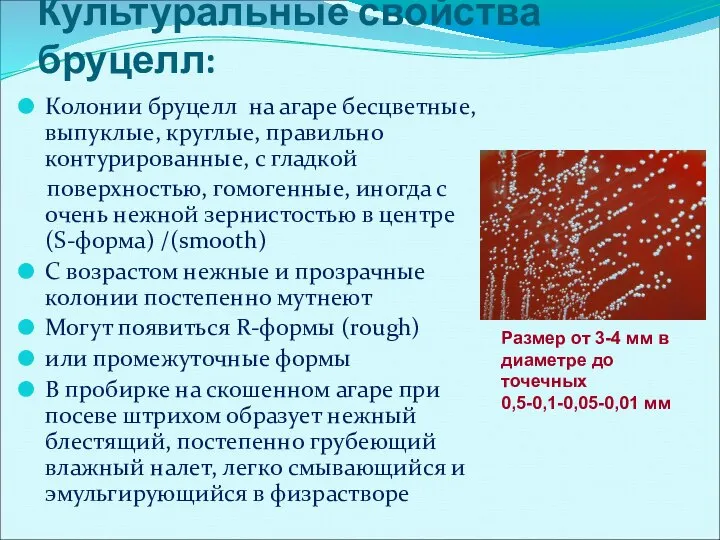 Культуральные свойства бруцелл: Колонии бруцелл на агаре бесцветные, выпуклые, круглые, правильно контурированные,