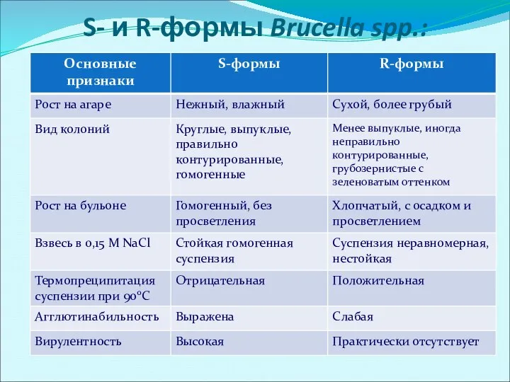 S- и R-формы Brucella spp.: