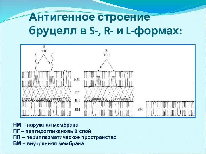 Антигенное строение бруцелл в S-, R- и L-формах: НМ – наружная мембрана