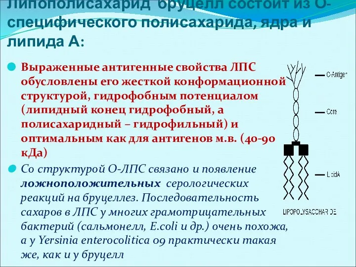 Липополисахарид бруцелл состоит из О-специфического полисахарида, ядра и липида А: Выраженные антигенные